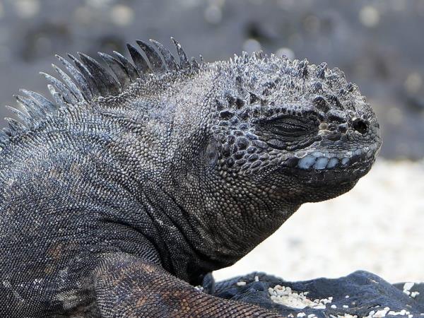Galapagos tailor made family holiday, hotel based