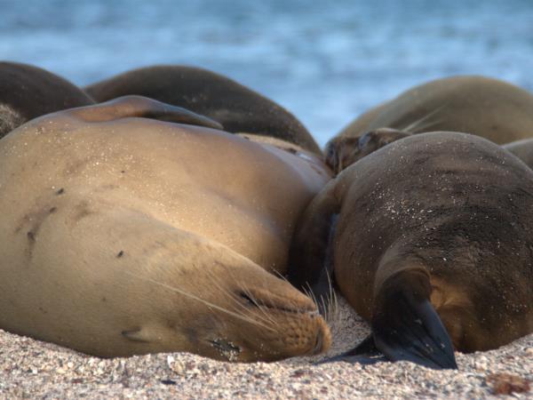 Galapagos tailor made family holiday, hotel based