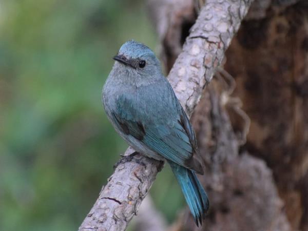 Binsar birding festival tour in India