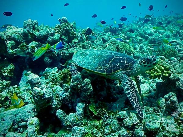 Maldives turtle conservation snorkeling cruise