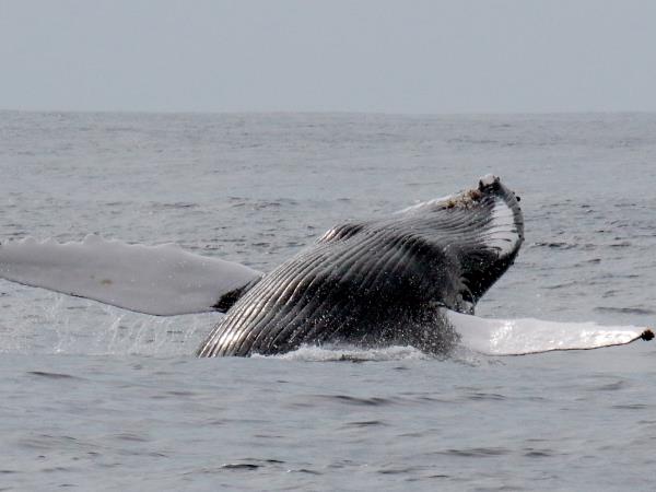 Azores whale and dolphin watching holiday