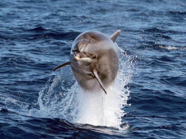 Azores whale and dolphin watching holiday