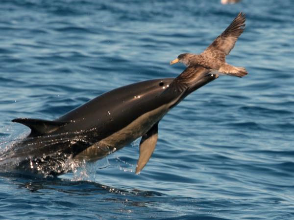 Azores whale and dolphin watching holiday