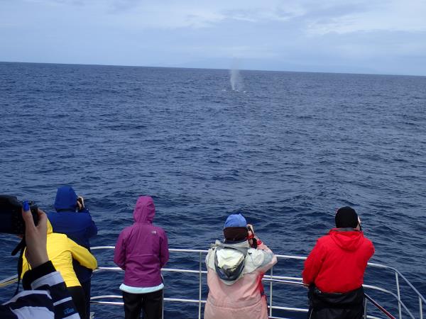 Azores whale and dolphin watching holiday