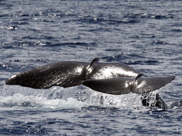 Azores whale and dolphin watching holiday