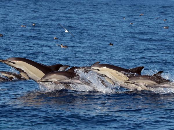 Azores whale and dolphin watching holiday