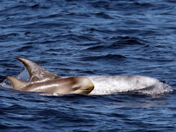 Azores whale and dolphin watching holiday