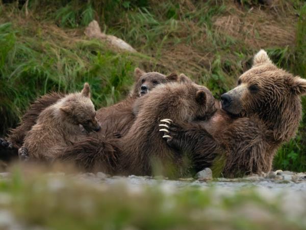 Alaska classic tour, glaciers and grizzly bears