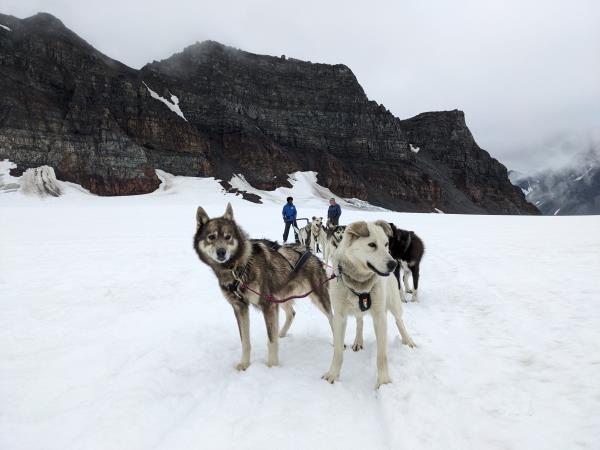 Alaska classic tour, glaciers and grizzly bears