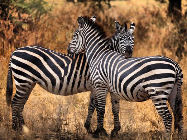 Tanzania wildlife adventure