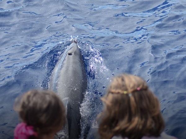 Family whale and dolphin holiday in the Azores