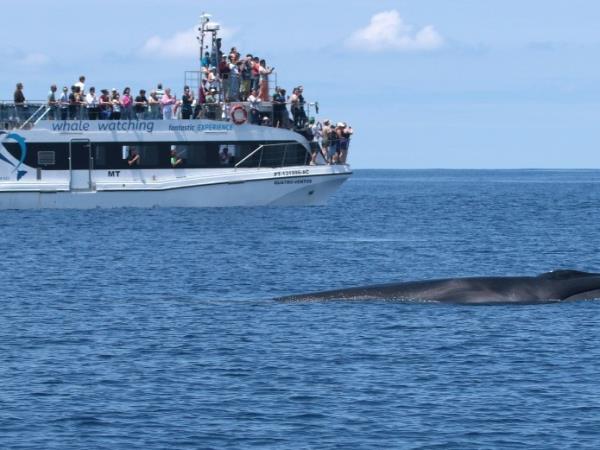 Azores family winter holiday, whale watching & walking
