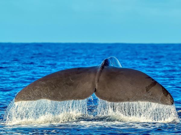 Azores whale watching and walking holiday