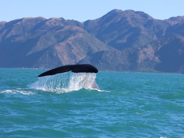 North to South Island self drive holiday, New Zealand 