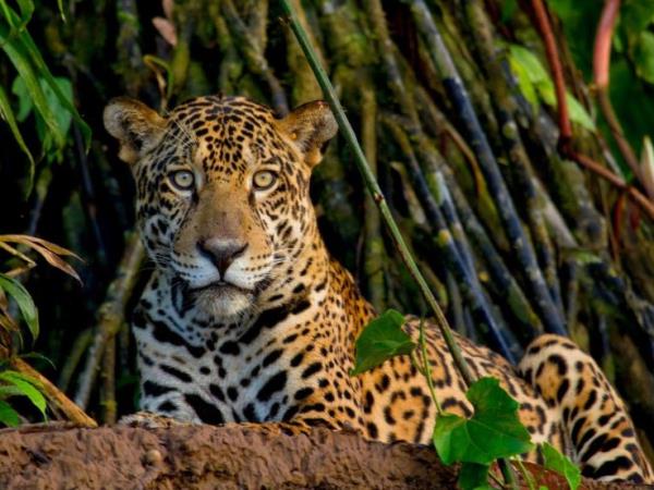 Peru highlands and wild Amazon adventure