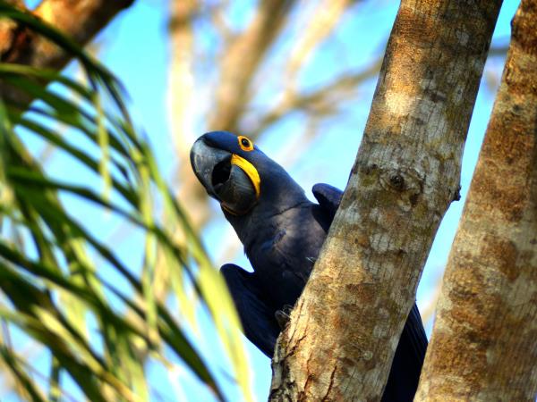 Pantanal self drive holiday, Brazil