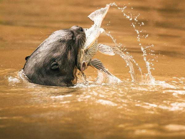 Pantanal self drive holiday, Brazil