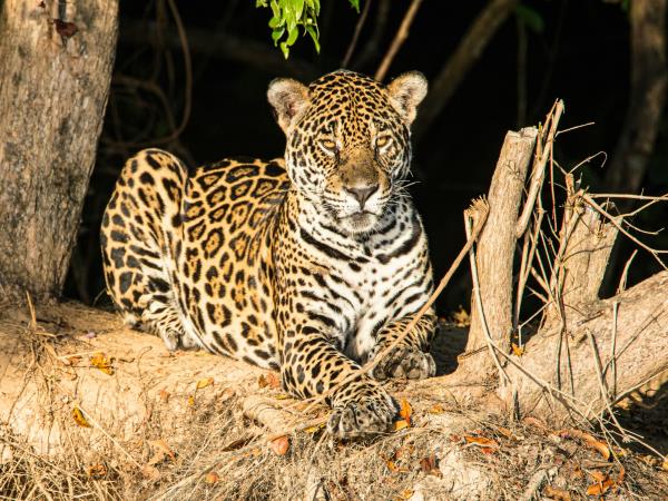 Pantanal self drive holiday, Brazil