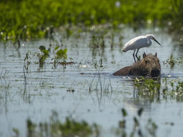 Argentina wildlife highlights tour