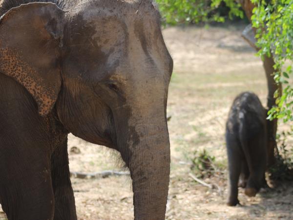 Wildlife holiday in Sri Lanka, private departure