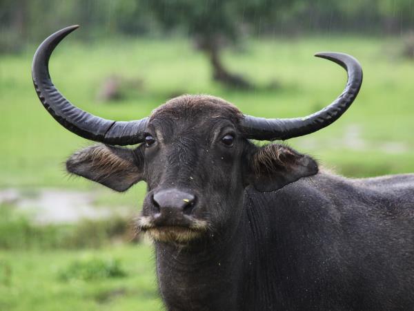 Wildlife holiday in Sri Lanka, private departure