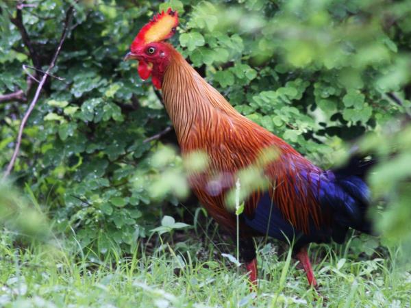 Wildlife holiday in Sri Lanka, private departure