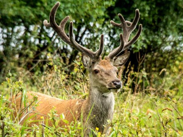 Luxury autumn wildlife Hebrides cruise