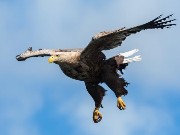 Luxury autumn wildlife Hebrides cruise