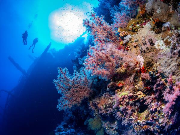 Red Sea liveaboard dive safari 