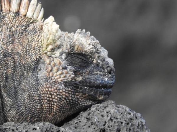 Galapagos Islands multi activity holiday