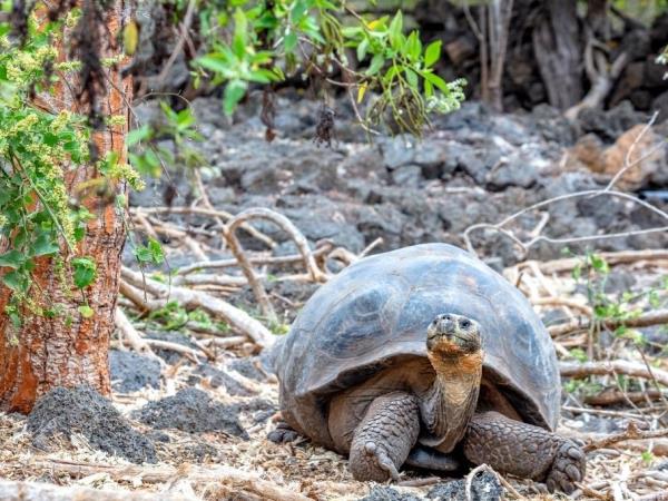 Galapagos Islands multi activity holiday