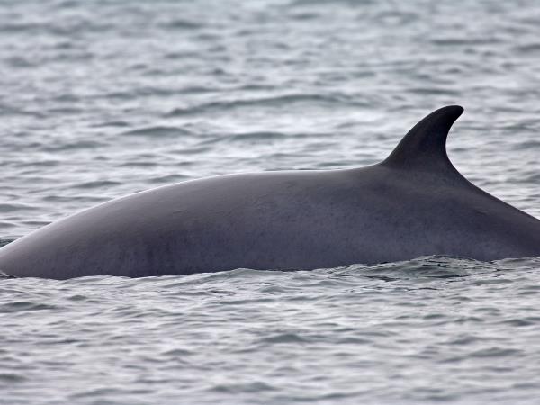 Mull, Iona and Staffa wildlife cruise, Scotland