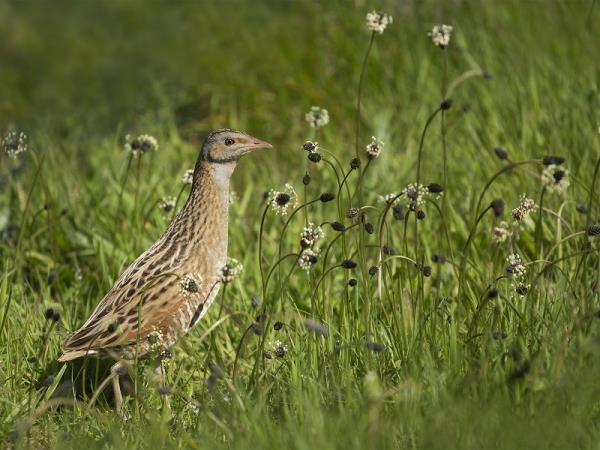 Mull, Iona and Staffa wildlife cruise, Scotland
