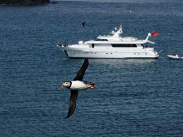 Mull, Iona and Staffa wildlife cruise, Scotland