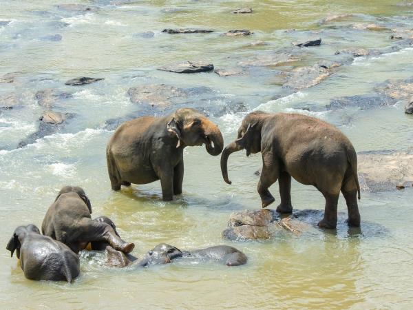 Sri Lanka culture and wildlife boutique holiday