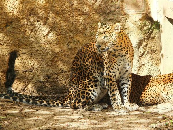 Sri Lanka culture and wildlife boutique holiday