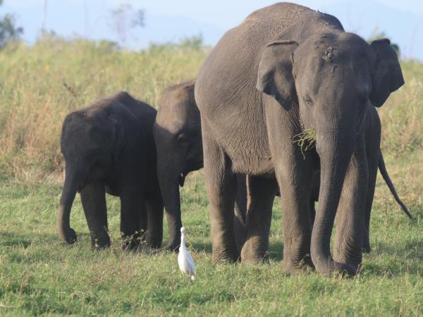 Sri Lanka culture and wildlife boutique holiday