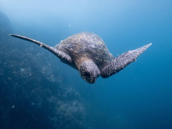 The best of Ecuador wildlife holiday