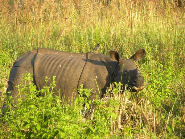 Brahmaputra river cruise, culture & wildlife