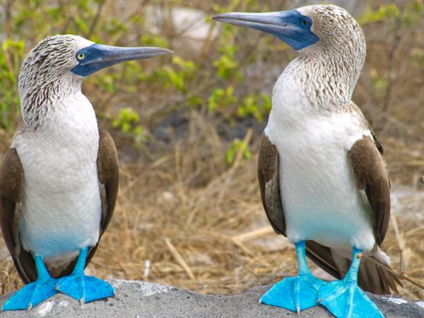 Ecuador and Galapagos family holiday