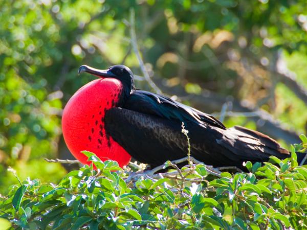 Ecuador and Galapagos family holiday