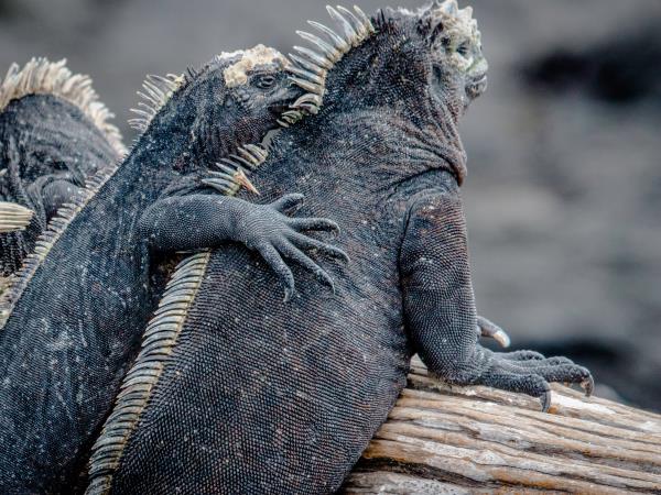 Ecuador and Galapagos family holiday