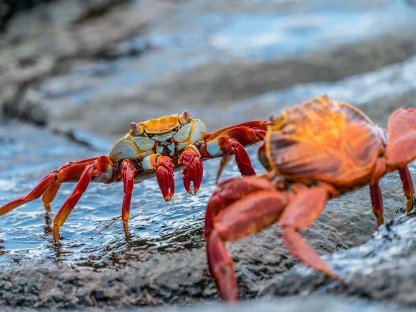 Ecuador and Galapagos family holiday