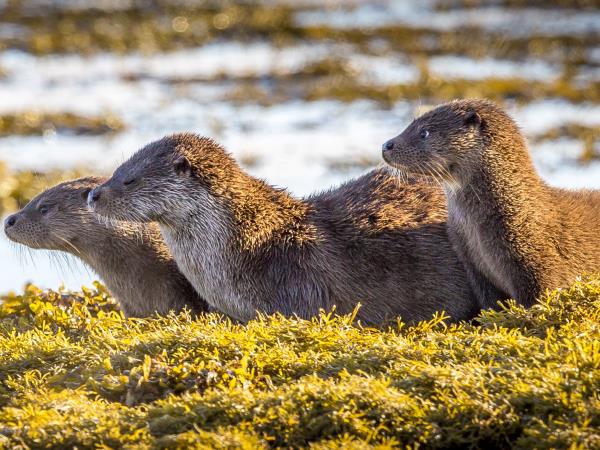 Autumn Inner Hebrides cruise