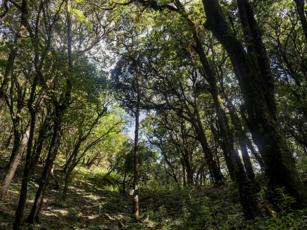 Nagaland walking holiday in India