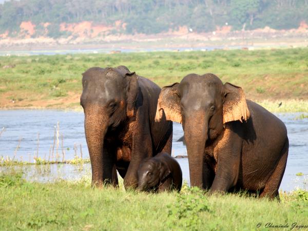 Family holidays to Sri Lanka