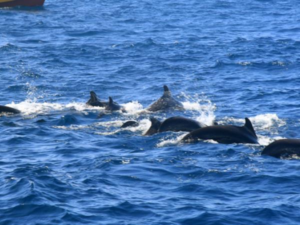 Family holidays to Sri Lanka