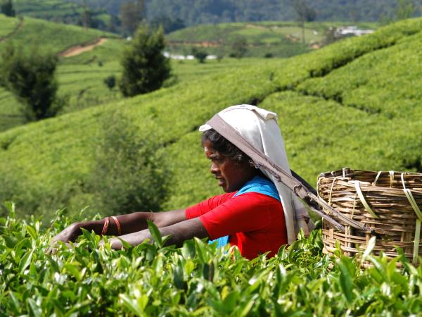 Family holidays to Sri Lanka