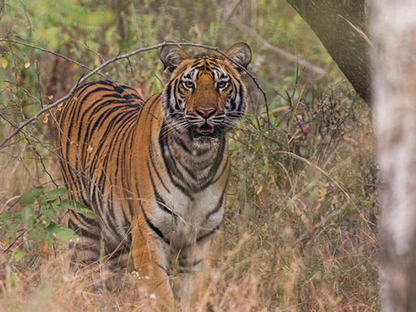India safari holiday, lions tigers & bears