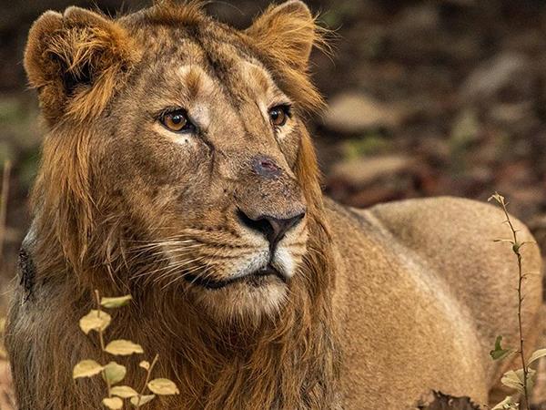 India safari holiday, lions tigers & bears